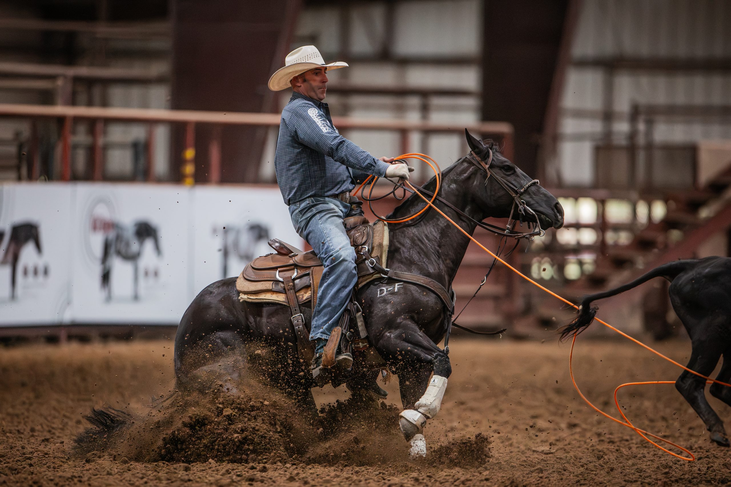 Cowboy on black horse roping cattle during rodeo competition, kicking up dust in arena with metal fence backdrop