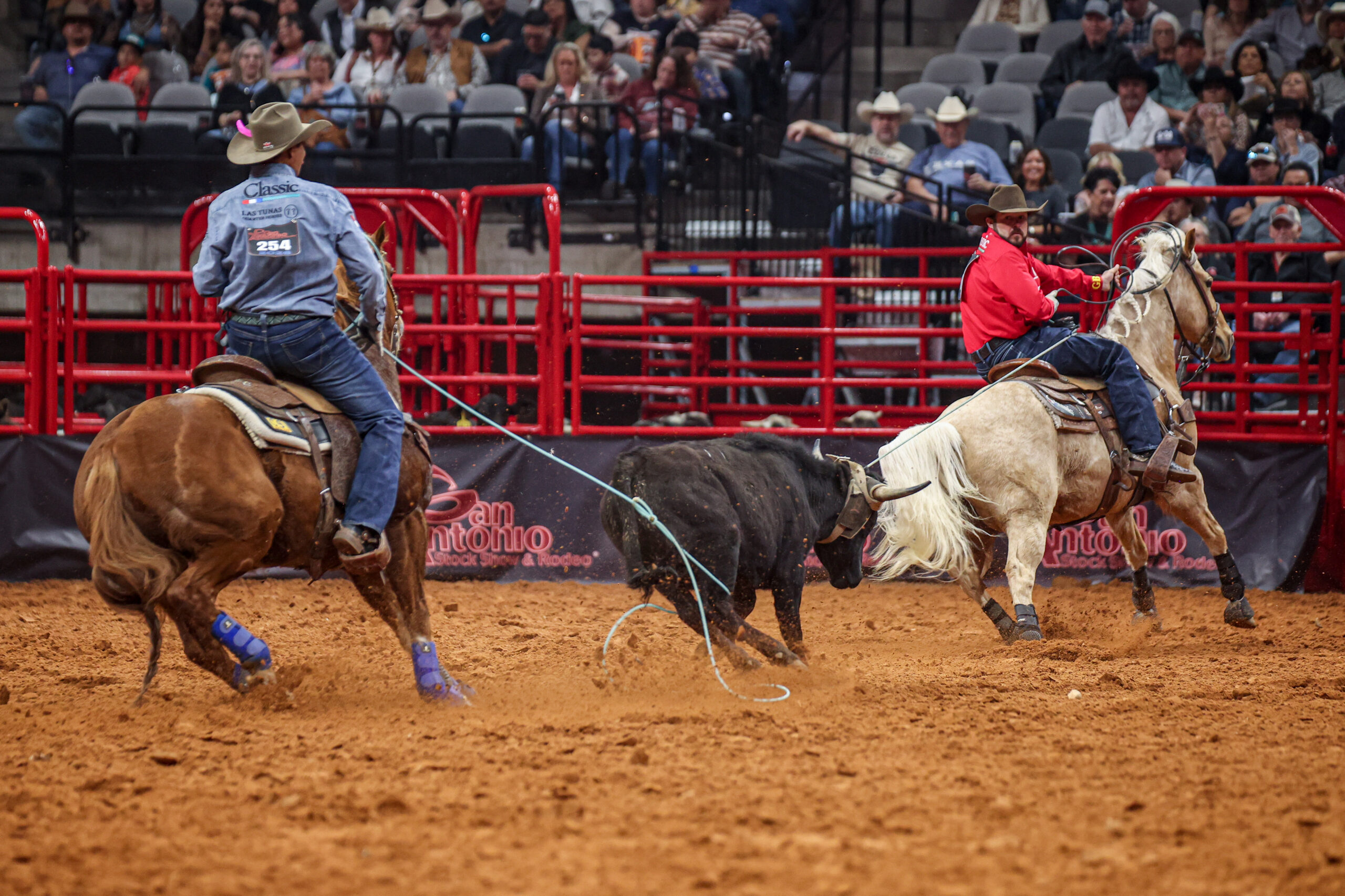 Two cowboys on horses rope a black steer during a team roping competition at a rodeo arena with red fencing and spectators in the stands