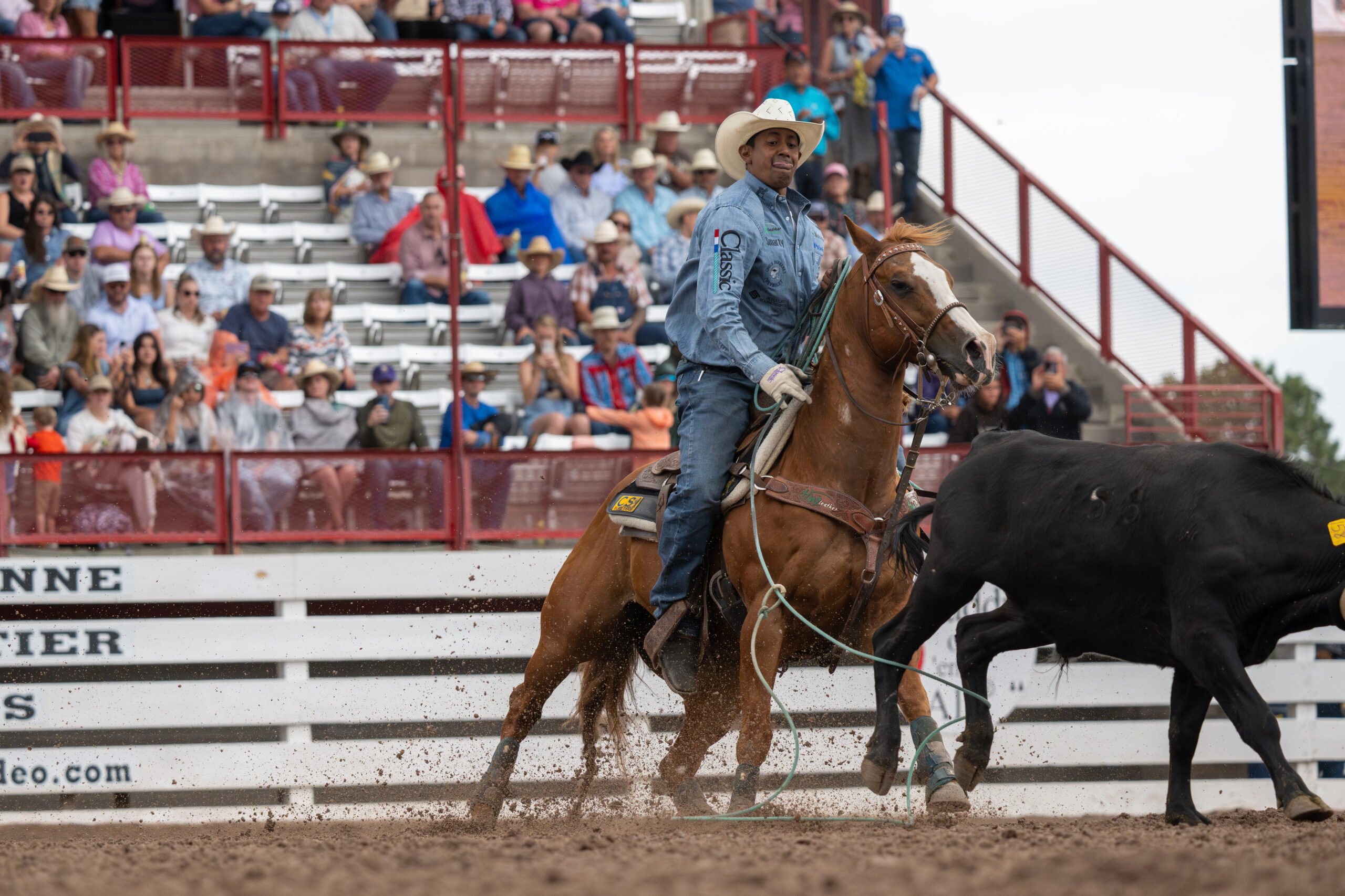 Cowboy on brown horse roping black steer in rodeo arena with spectators in grandstand behind red barriers