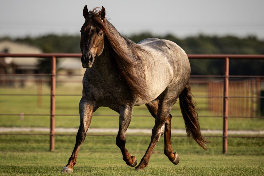 Brown horse with light-colored body trots across a pasture enclosed by red metal fencing at a ranch facility
