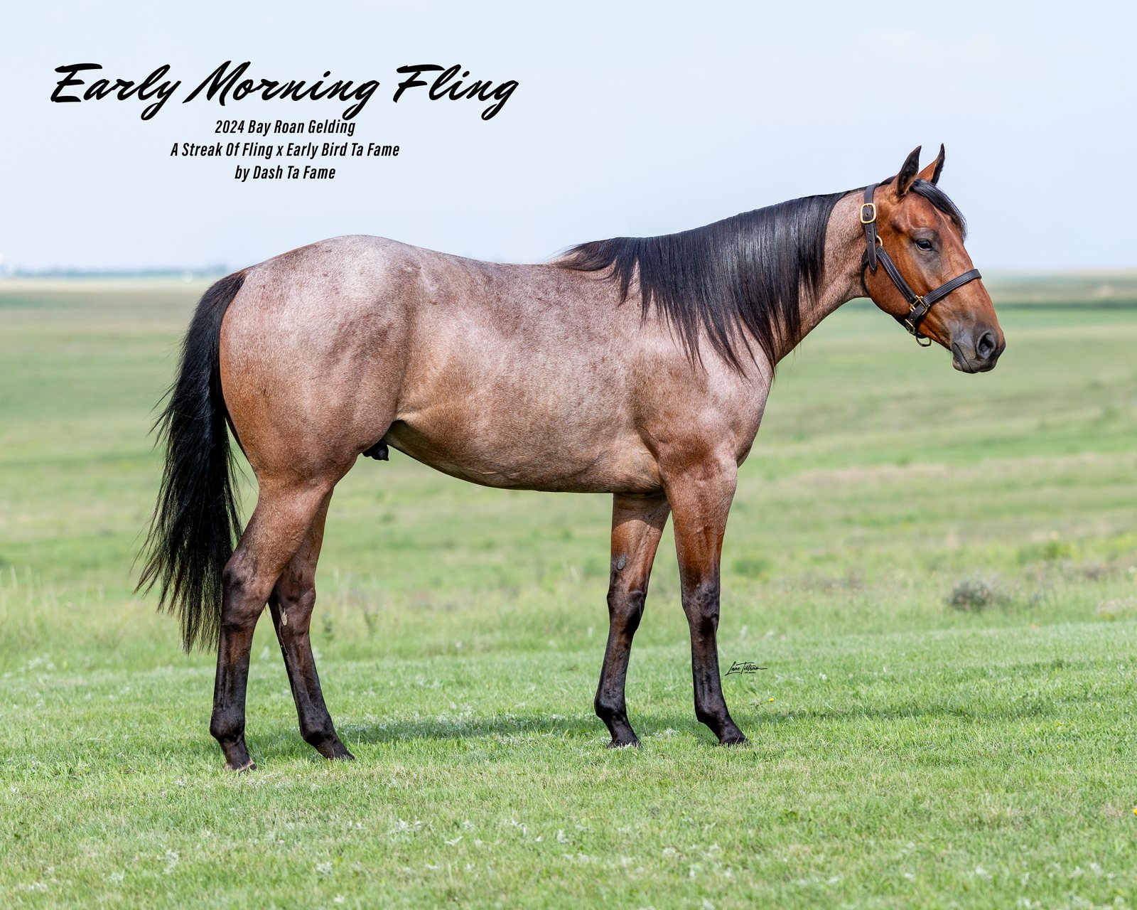 Lot 101 Early Morning Fling, 2024 bay roan gelding