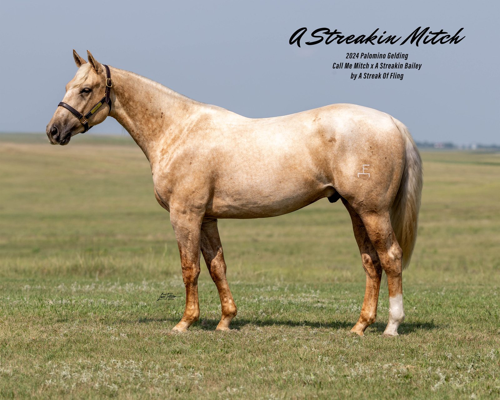 Lot 104 A Streakin Mitch, 2024 palomino gelding
