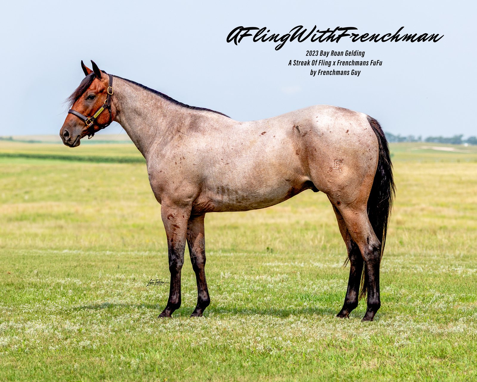 Lot 107 AFlingWithFrenchman, 2023 bay roan gelding
