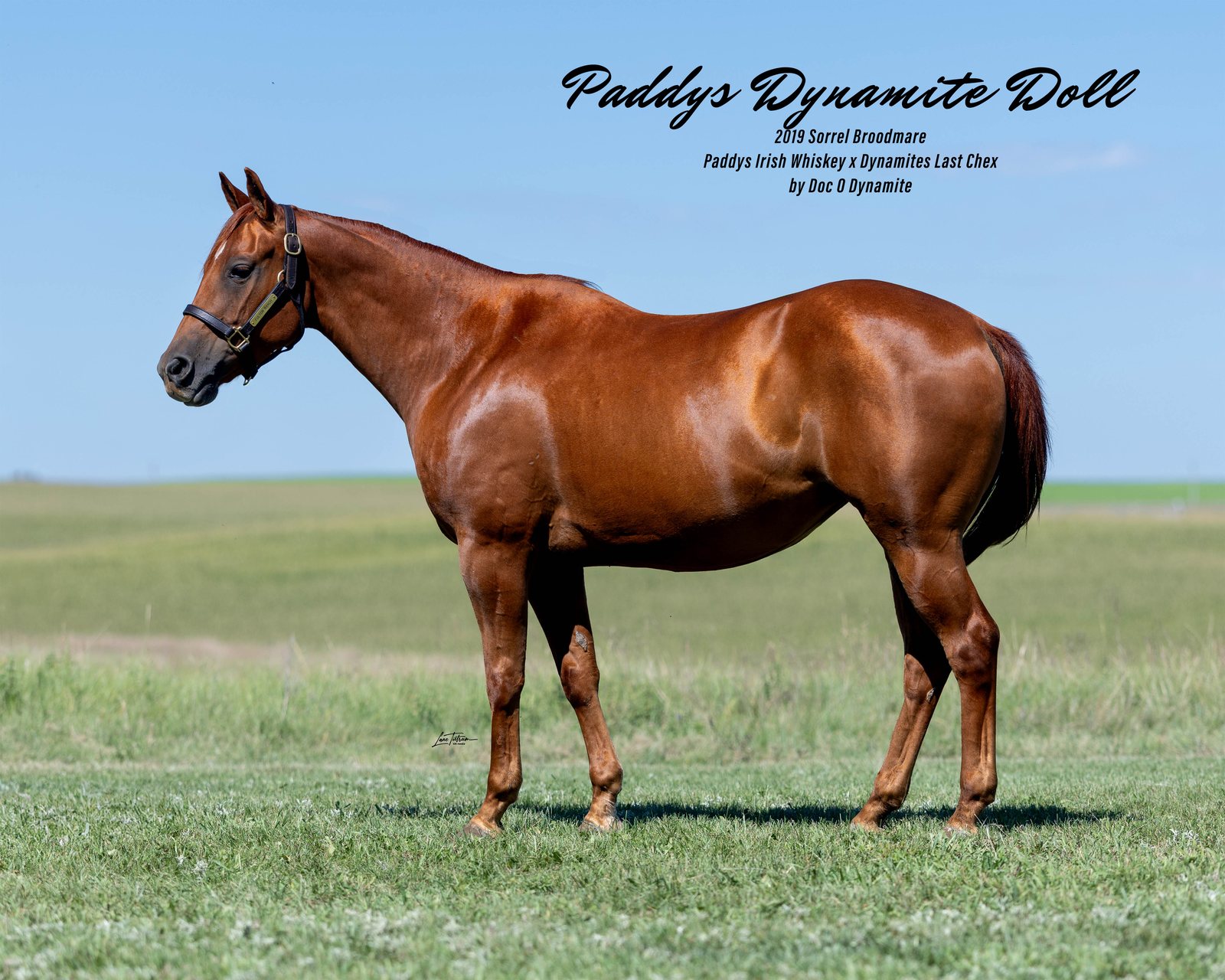 Lot 204 Paddys Dynamite Doll, 2019 sorrel broodmare