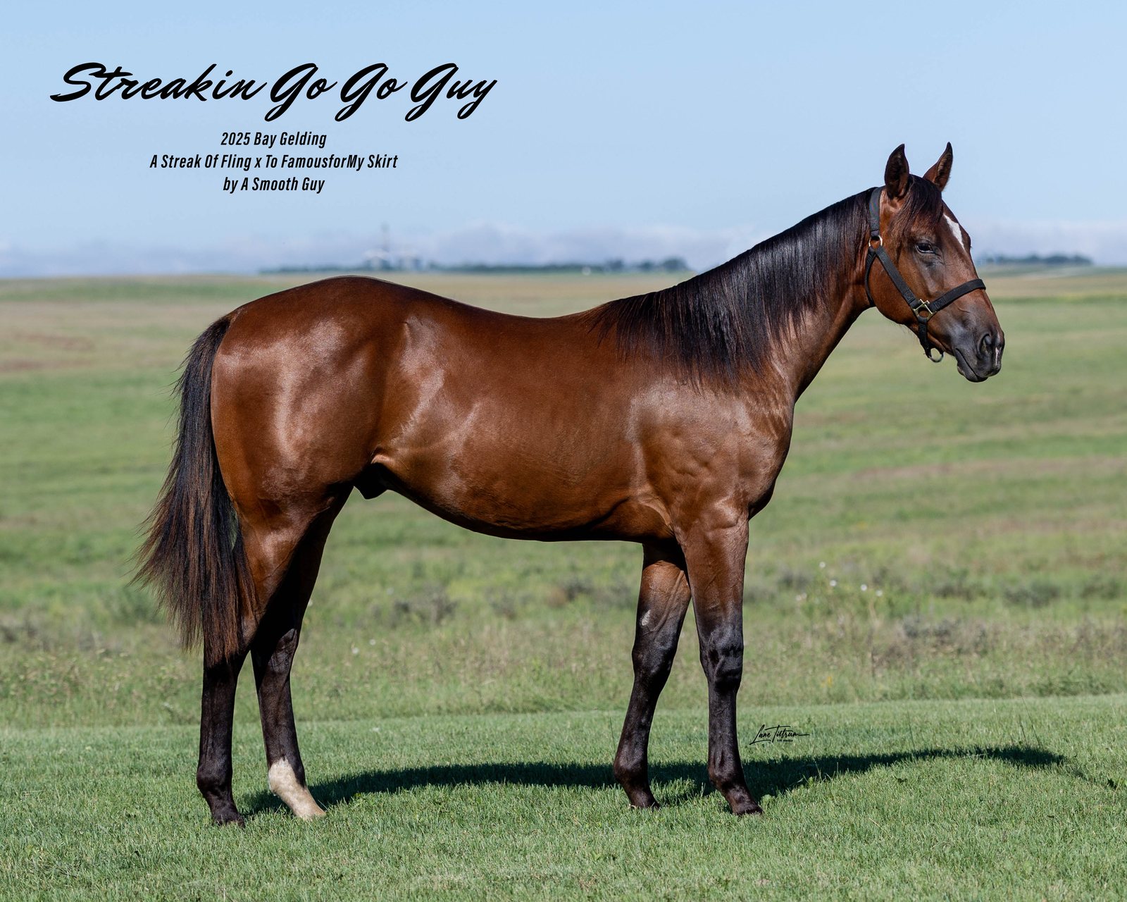 Lot 301 Streakin Go Go Guy, 2025 bay gelding
