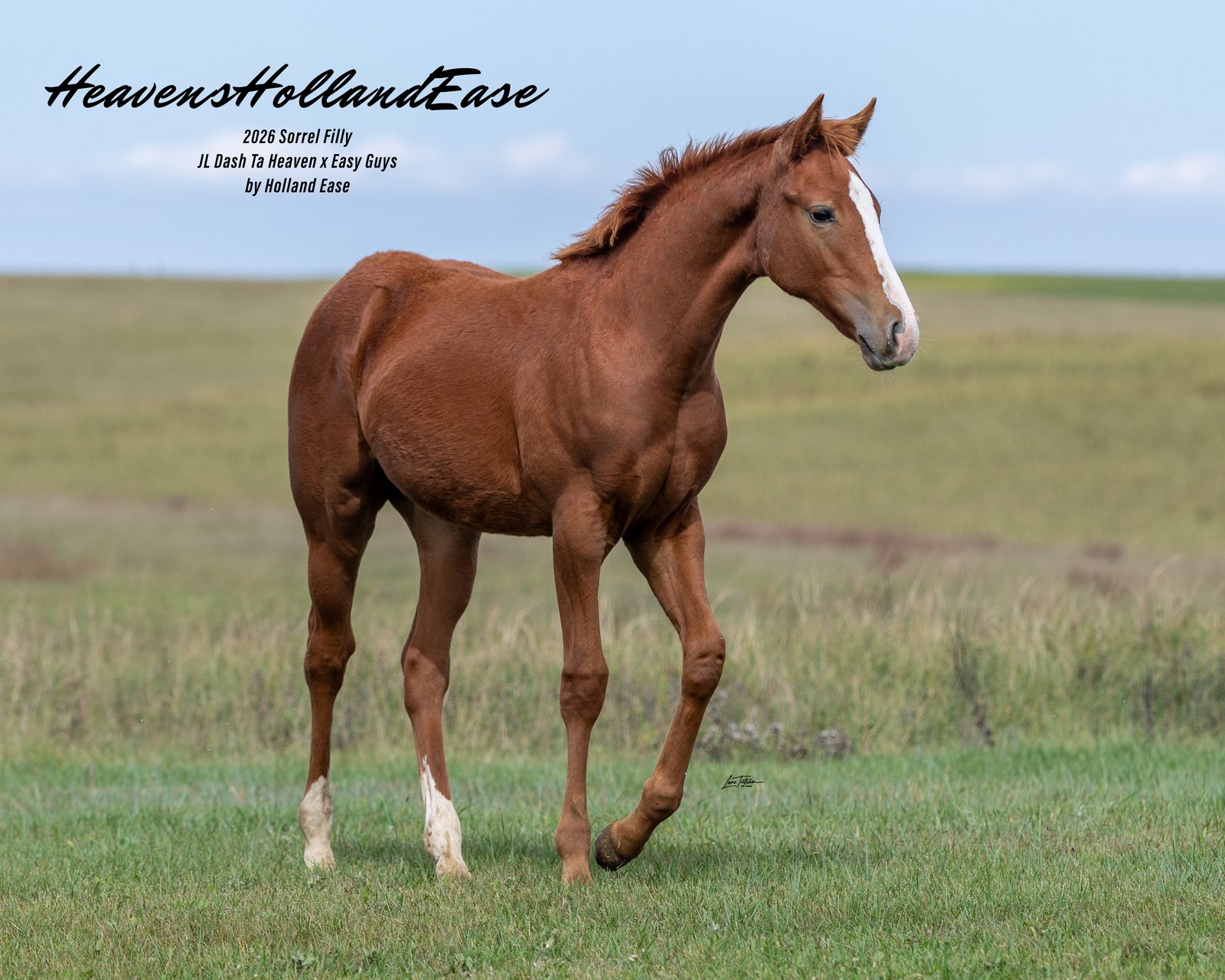 Lot 401 HeavensHollandEase, 2026 sorrel filly
