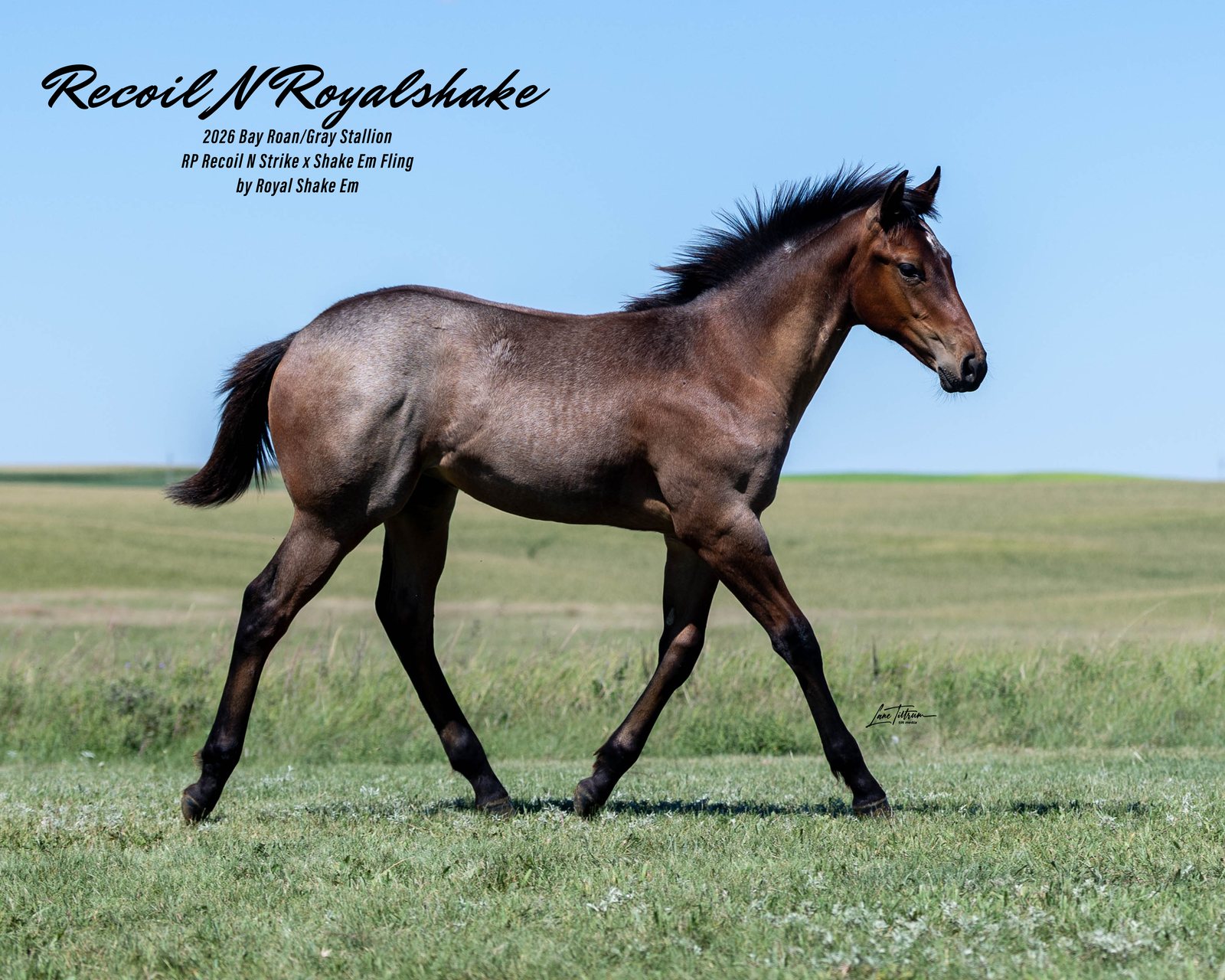 Lot 403 Recoil N Royalshake, 2026 bay roan/gray colt