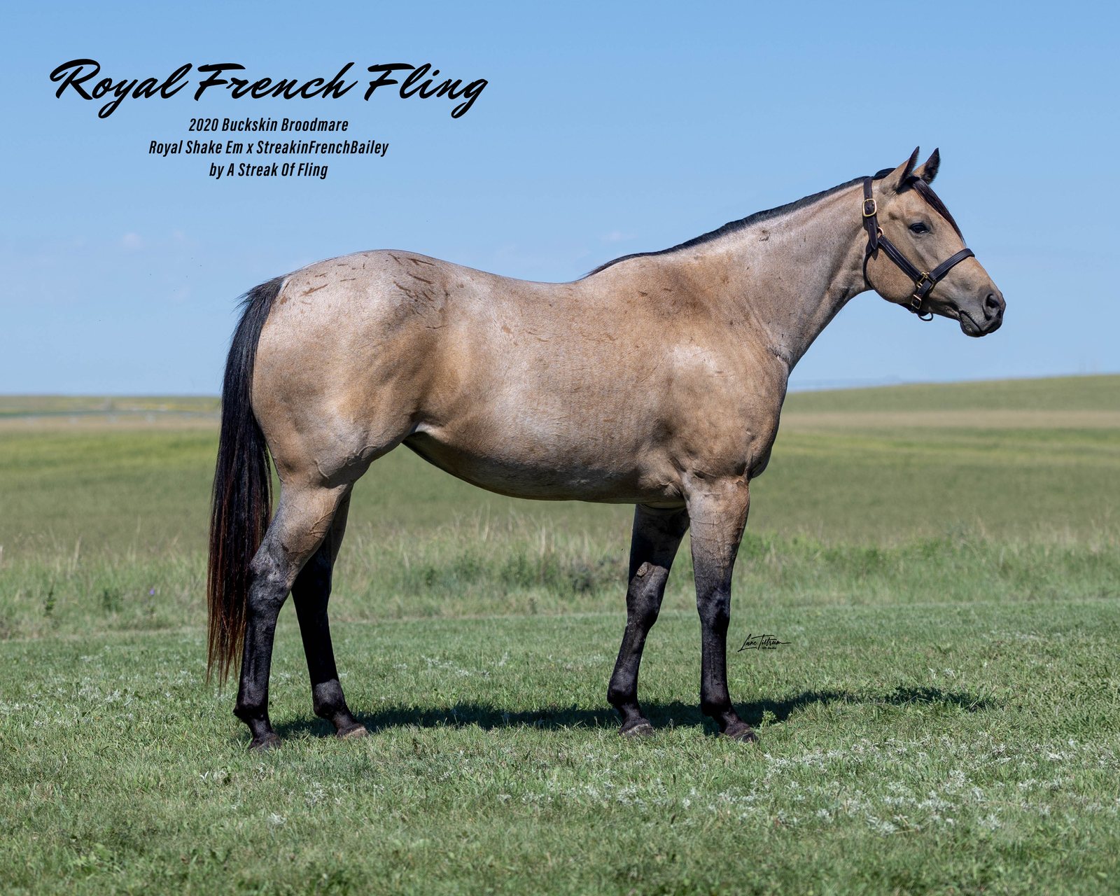 Lot 203 Royal French Fling, 2020 buckskin broodmare