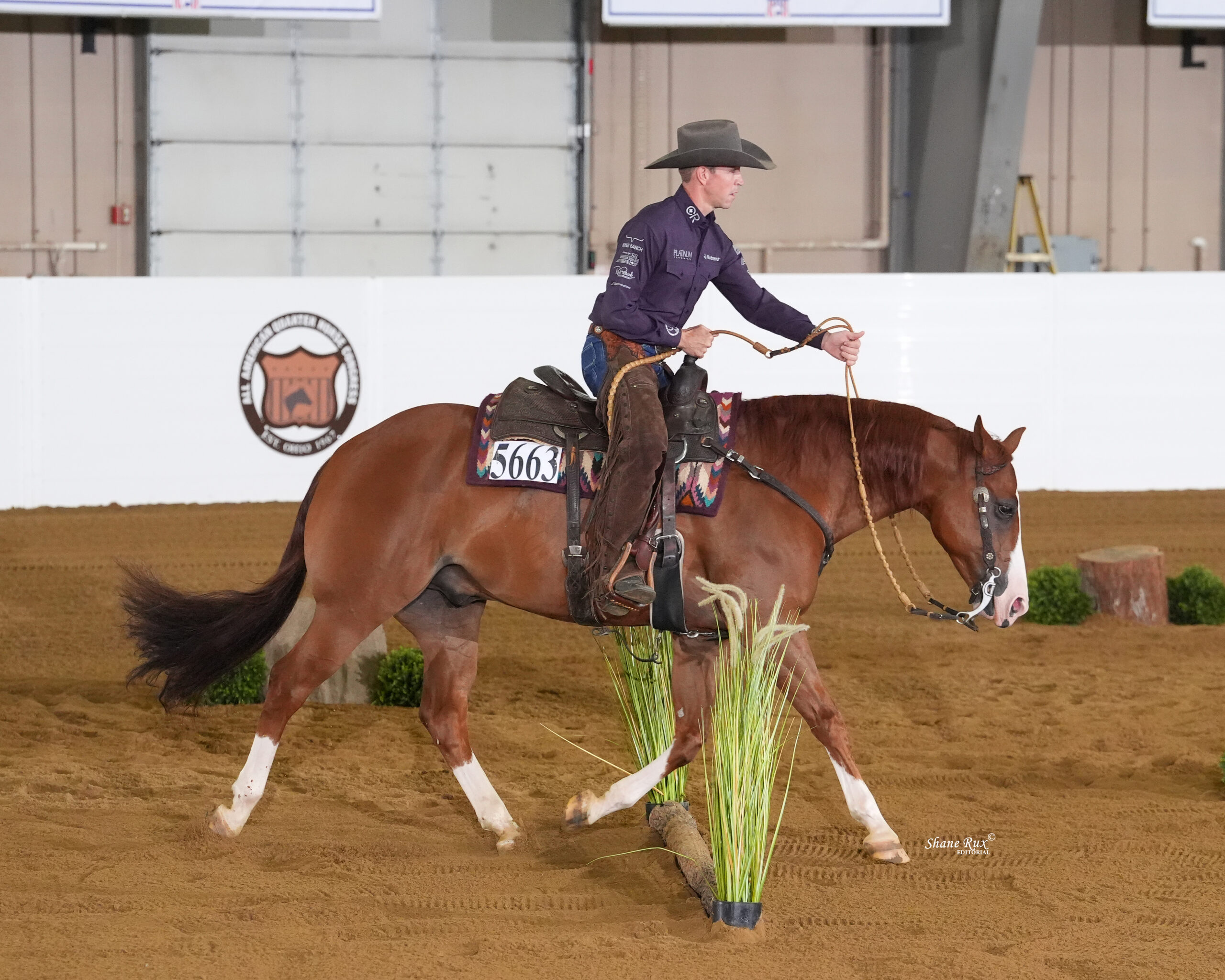 Cowboy on chestnut horse with white blazed face carries green plant during indoor ranch sorting competition, wearing purple shirt and cowboy hat with competition number 5663