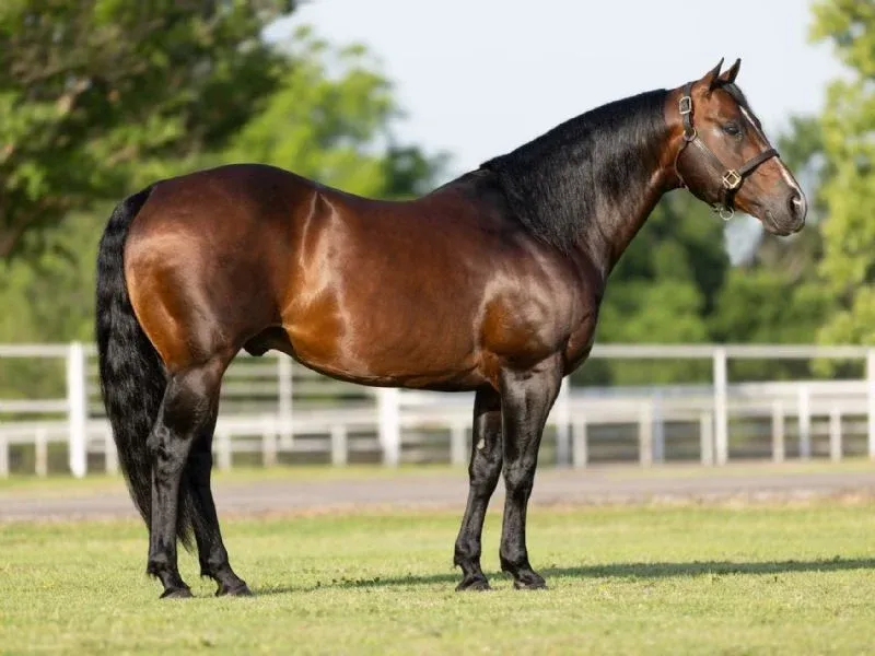 Bay and black thoroughbred horse standing in profile on grass at a breeding or racing facility
