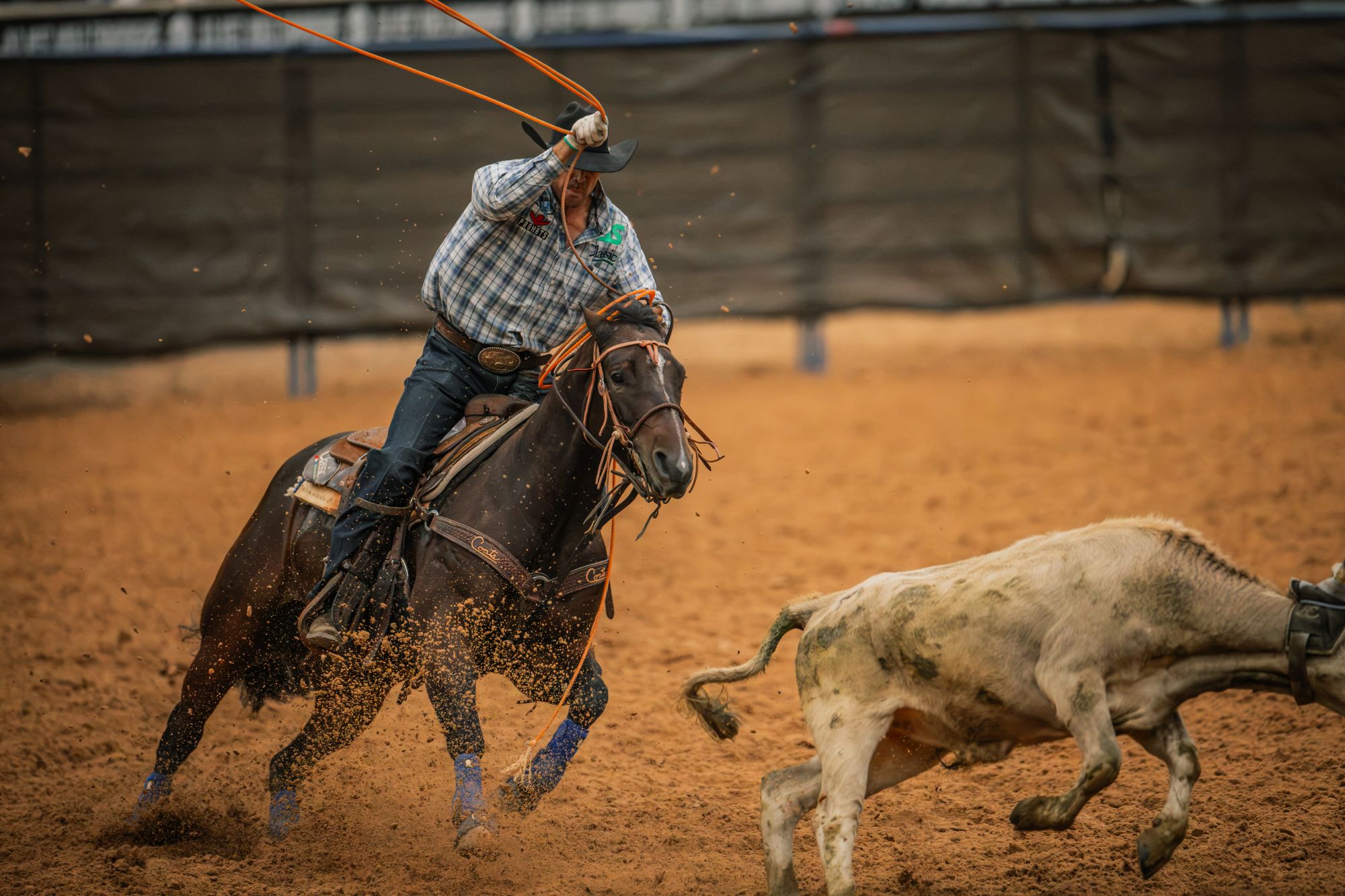 Kollin Von Ahn swings his loop on Reyzin Royals behind a gray steer.