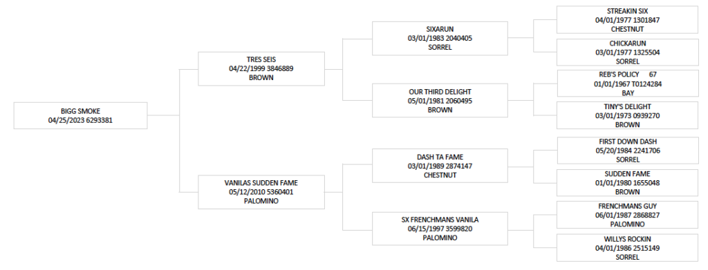 Equine pedigree chart showing bloodline ancestry spanning multiple generations, with horse names, registration numbers, and coat colors displayed in connected boxes