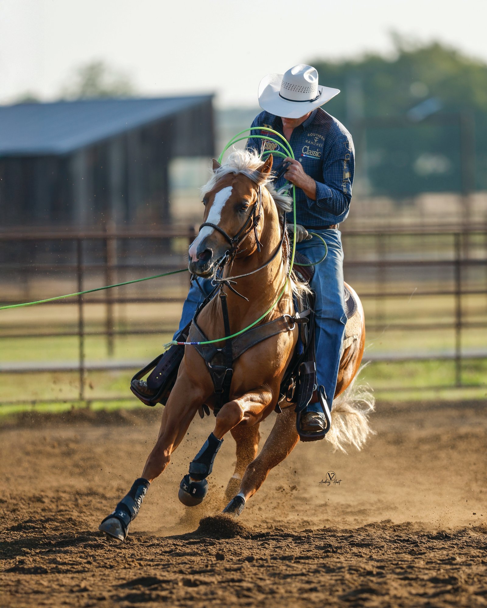 Cowboy on horseback swings a green rope while competing in a ranch sorting event in a dirt arena