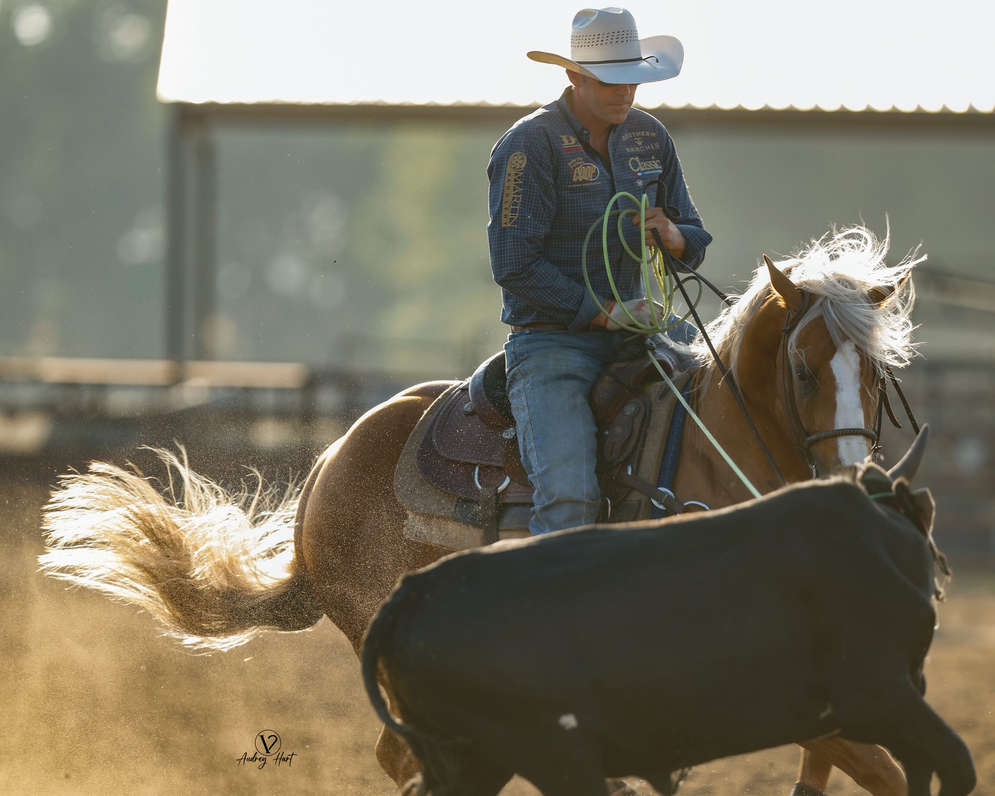 Rodeo competitor on brown and white horse with rope lasso, preparing to rope black steer in dusty arena