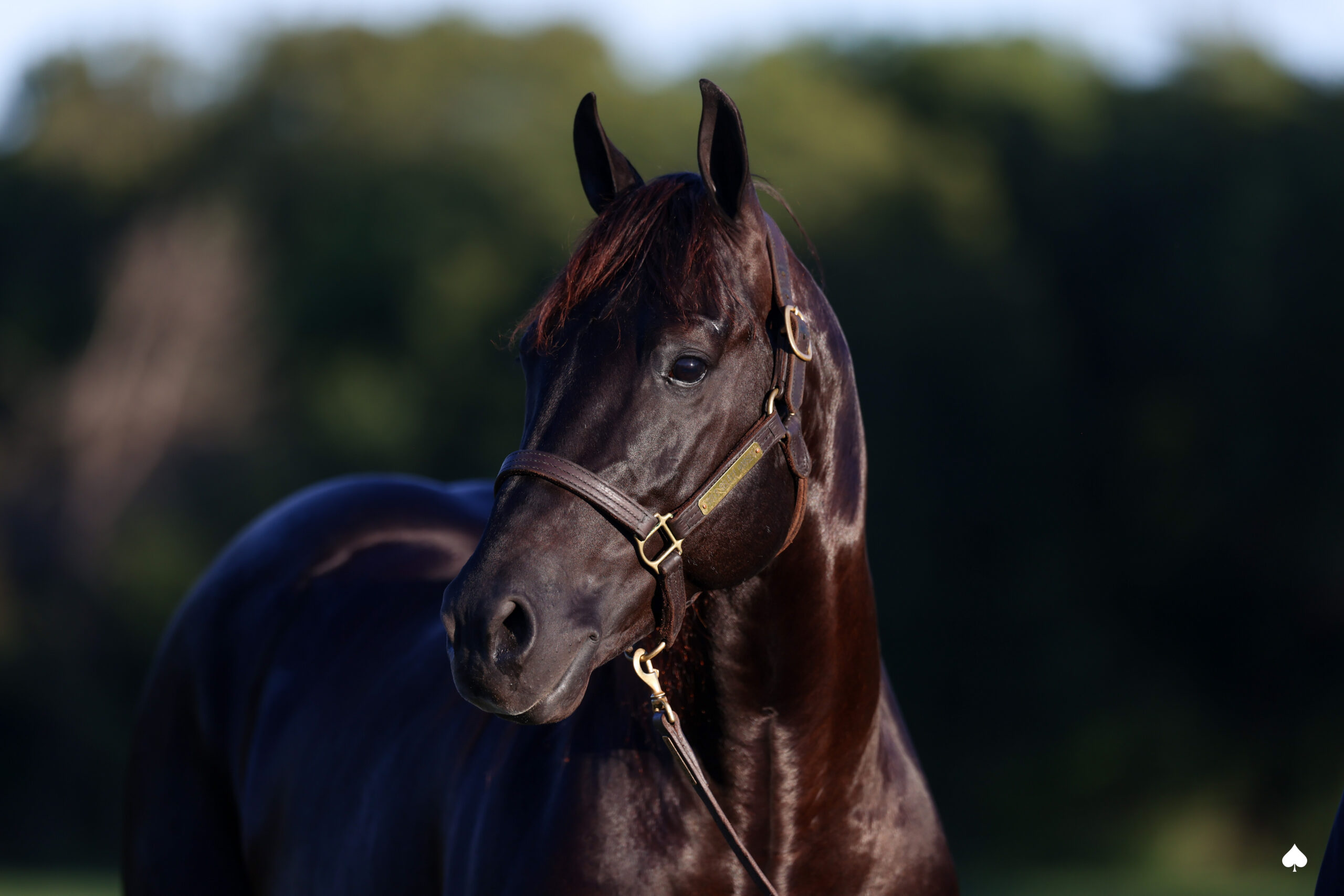 Dark bay horse wearing a halter and blue blanket stands facing the camera against a blurred green background